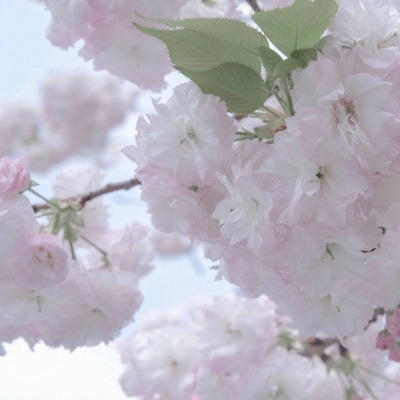 兽设毛发绘画实用教程FurryQQ群